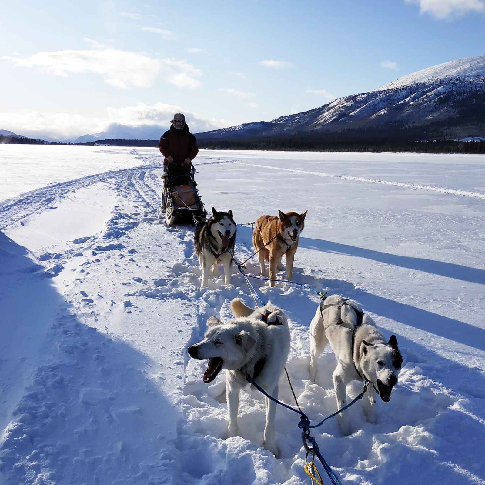 The call of the far north – Cinétévé